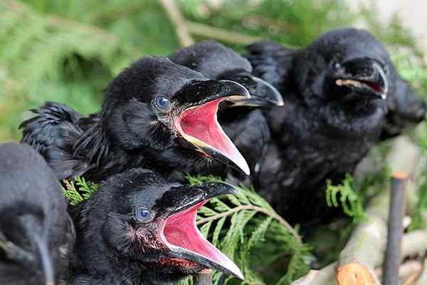 Značilnosti Corvus Corax, habitat, razmnoževanje, hrana