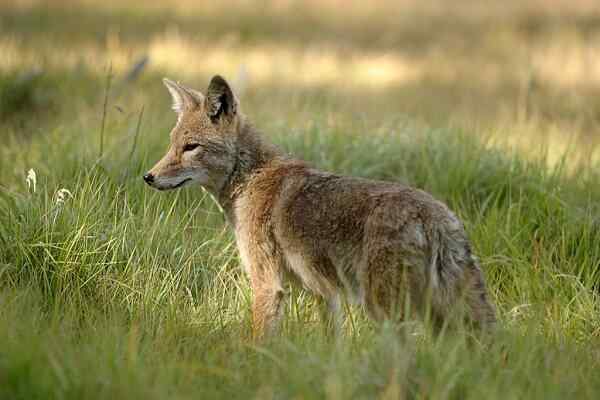 Značilnosti kojota, habitat, hrana, razmnoževanje