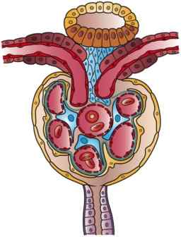 Structure de la capsule Bowman, histologie, fonctions