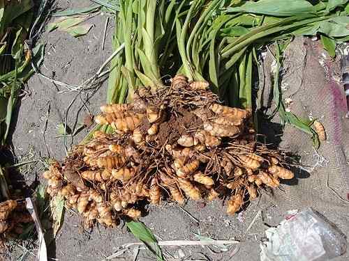 Turconma (Longa curcha) egenskaper, habitat, egenskaper