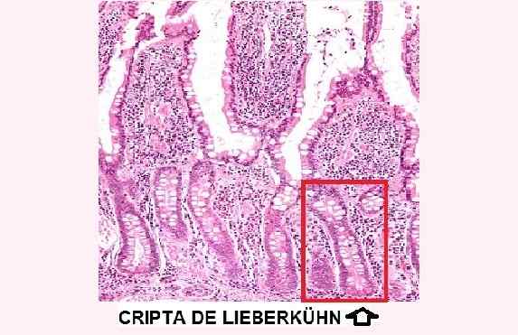 Lieberkühn Crypts histologi, plats, funktion