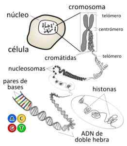 Penemuan kromosom, jenis, fungsi, struktur