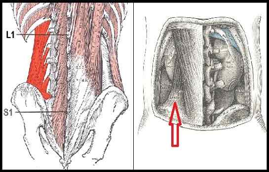 Lumbar firkantet opprinnelse, innsetting, funksjoner, lidelser