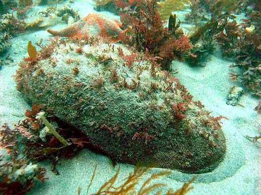 Características da barata do mar, habitat, espécie, reprodução