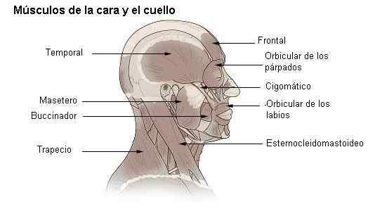 Anatomie du cou humain