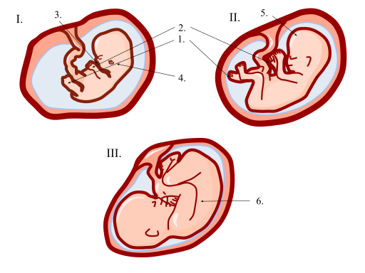 Tahap dan Ciri Pembangunan Embrio dan Fetal Minggu demi minggu