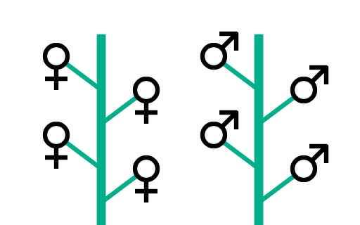 Dioicko alebo dioické rastliny Charakteristiky a príklady druhov