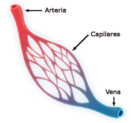 Misurazione della distensibilità arteriosa, importanza clinica, fattori