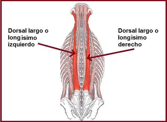 Longas características dorsais, funções, distúrbios relacionados