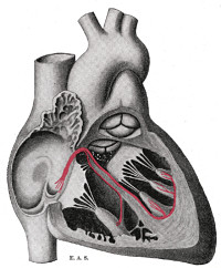 Cardiale elektrofysiologie dromotropisme, klinische overwegingen