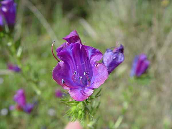 Charakteristiky echium plantaginum, biotop, distribúcia, vlastnosti