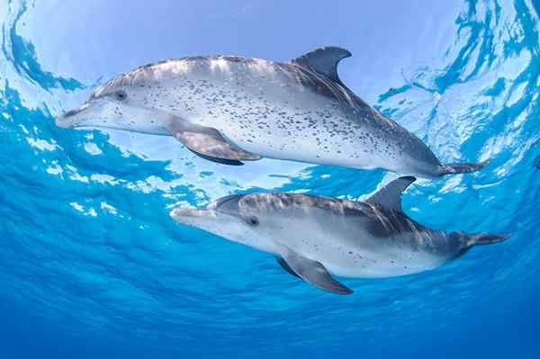 Delfiini lapsille