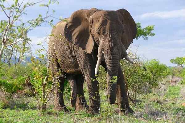 Afrikanische Elefantenmerkmale, Lebensraum, Reproduktion