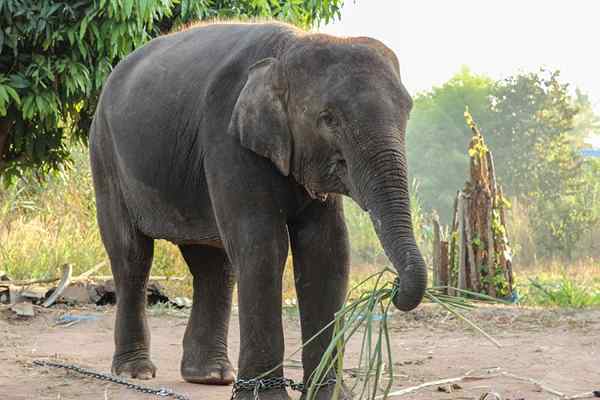 Características asiáticas de elefante, habitat, reprodução