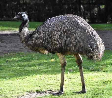 Características comuns da EMU, habitat, comida, comportamento