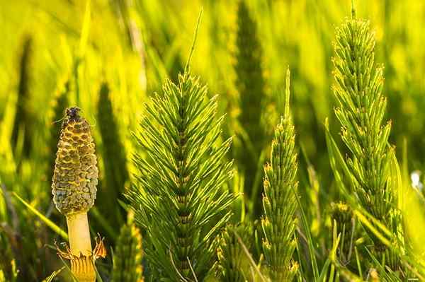 Equisetum Arvenso Ciri -ciri, Habitat, Harta, Budaya