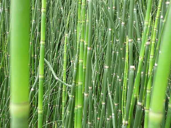 Caratteristiche di Equisetum Hyemale, habitat, proprietà, coltivazione