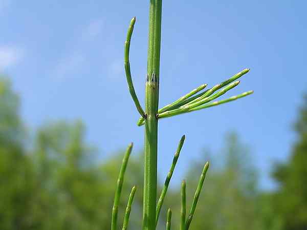 Ciri -ciri Equisetum Palustre, Habitat, Harta, Penanaman