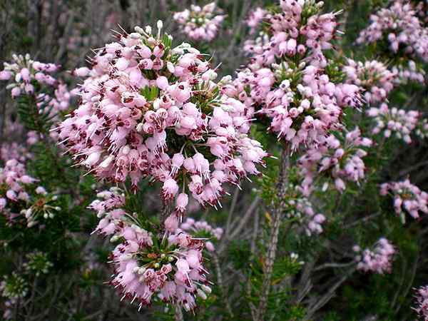 Charakteristiky Erica multiflora, biotop, použitia, choroby