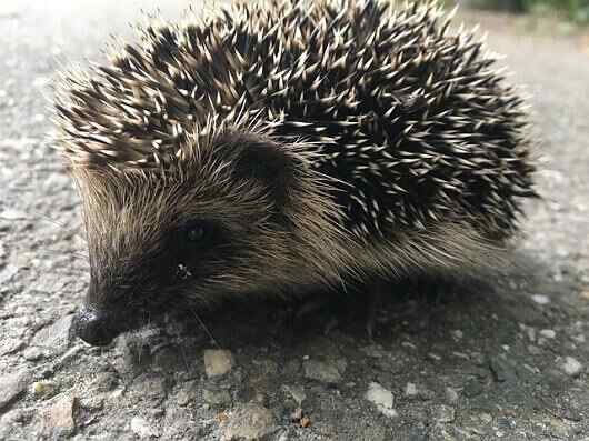 Kenmerken Hedgehogs, habitat, reproductie, voedsel