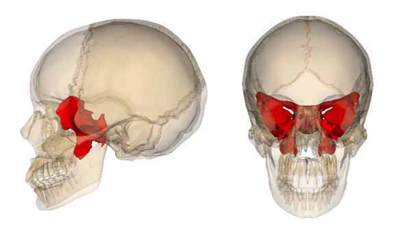 Anatomie sphénoïde, processus ptérygoïde, fonctions