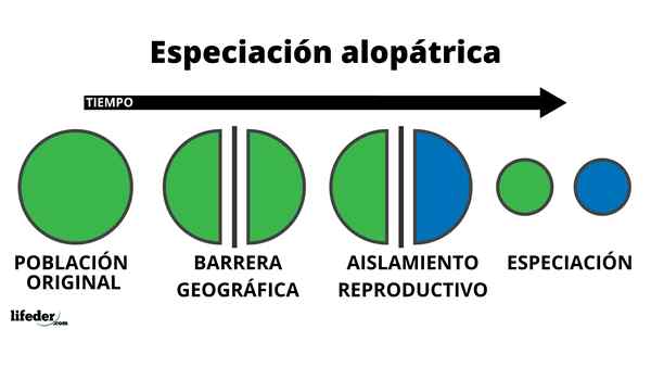 Allopatrisch speciatieconcept, proces en voorbeelden