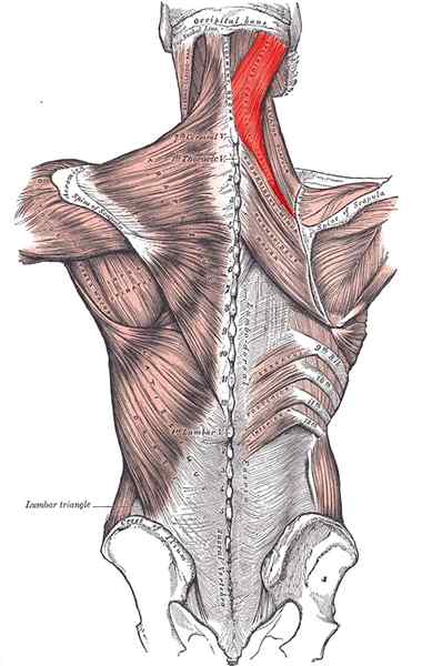 ESPLEENIO Anatomia, funzioni e lesioni