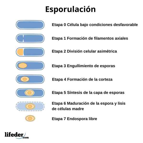 Esporulação em plantas, fungos e bactérias