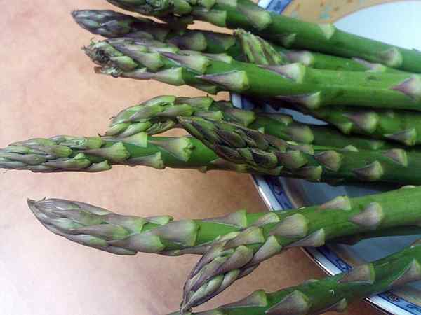 Karakteristik asparagus, sifat, kontraindikasi, budidaya