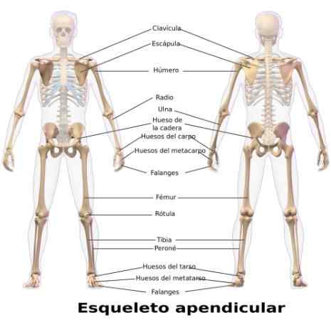 Fungsi dan tulang kerangka appendicular