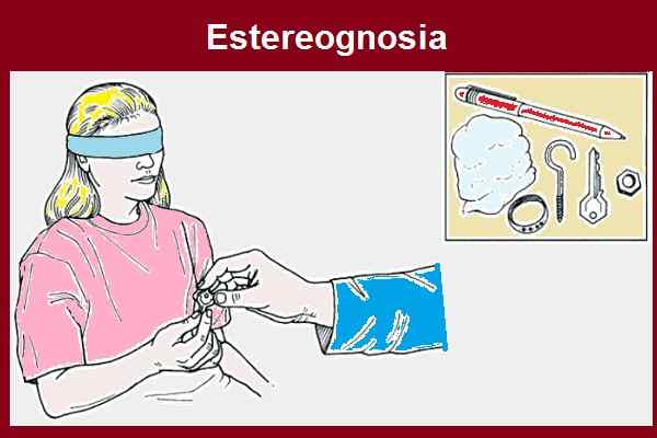 Estreagnosia opprinnelse, konsept, test, lidelser