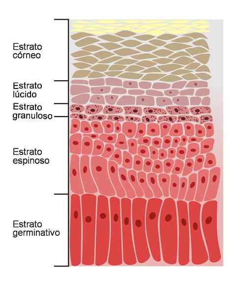 Spiny stratum karakteristikk, histologi, funksjoner