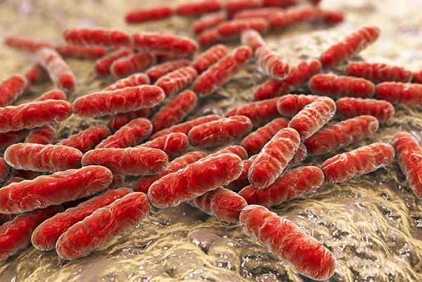 Ciri -ciri eubacteria, pemakanan, pembiakan, klasifikasi