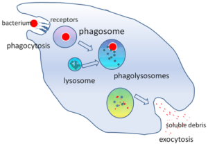 Fagocytosestadier og funksjoner