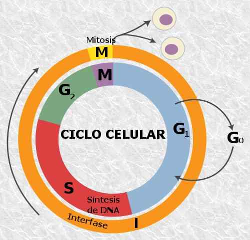 Fasa G1 (kitaran sel) keterangan dan kepentingan