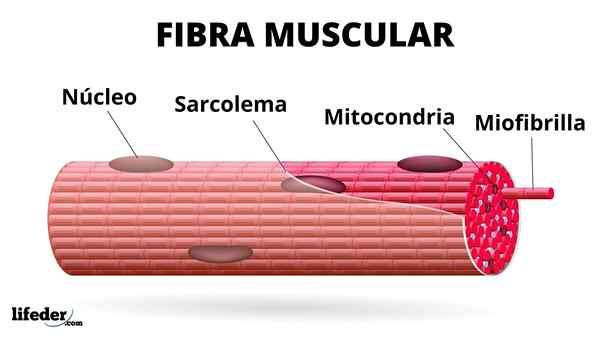 Estrutura, tipo de fibra muscular e funções