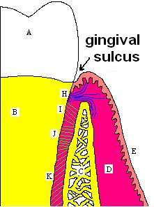 Localização, estrutura, função, mudanças fisiológicas das fibras Sharpey