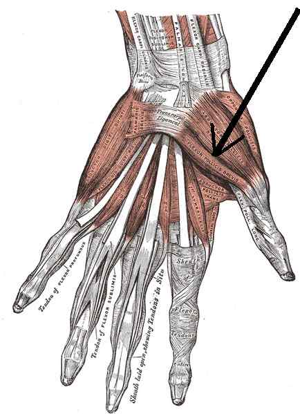 Kort flexor av tommelopprinnelsen, innsetting, innervasjon, funksjoner