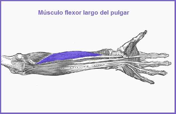 Lange duimflexorkenmerken, functie, pathologieën