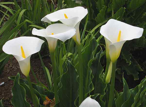 Flor Coves, Habitat, eigenschappen, gebruik, teelt