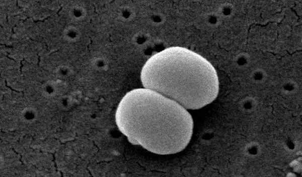 Flora Cocoid Caratteristiche, generi, patologie, diagnosi