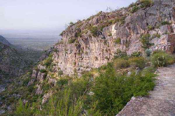 Flore et faune des espèces représentatives de Durango