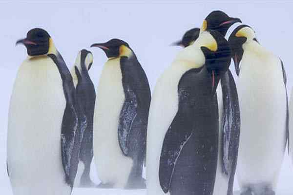 Flora e fauna da espécie representativa da Antártica