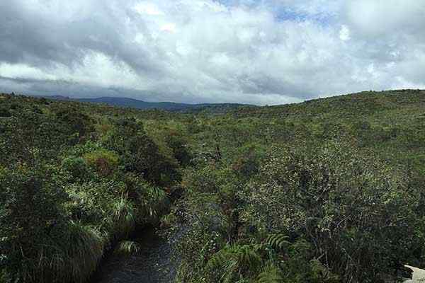 Flora dan Fauna Spesies Wakil Wilayah Andean