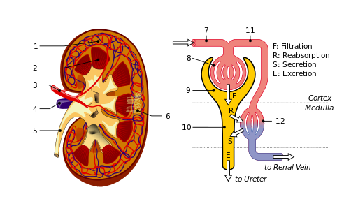 Processus de formation d'urine impliqués