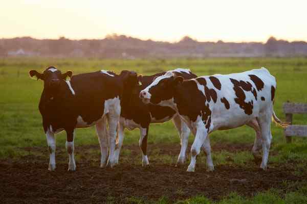 Bovine veetekens, voedsel, ziekten