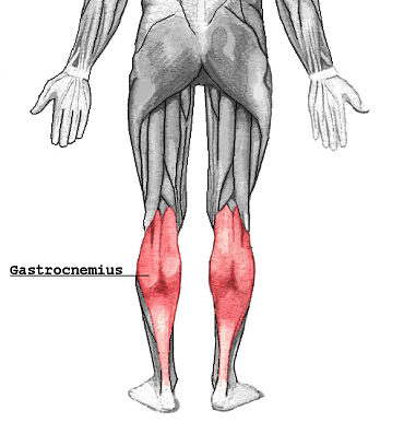 Gastrocnemio oorsprong, invoeging, functies, traan, overbelasting, verwondingen