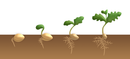 Estrutura de germinação de uma semente, processo, tipos