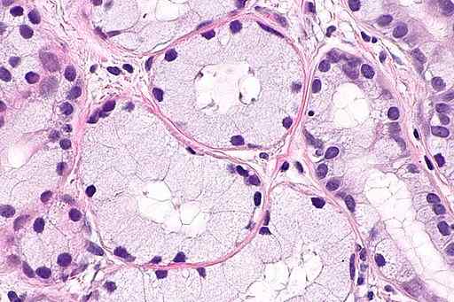 Cowper -körtlar Egenskaper, funktion, histologi och sjukdomar