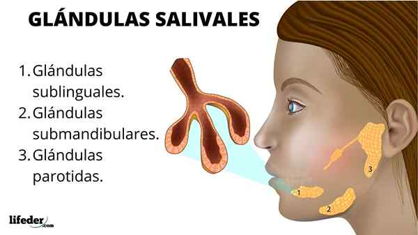 Glândulas salivares funções, tipos, doenças